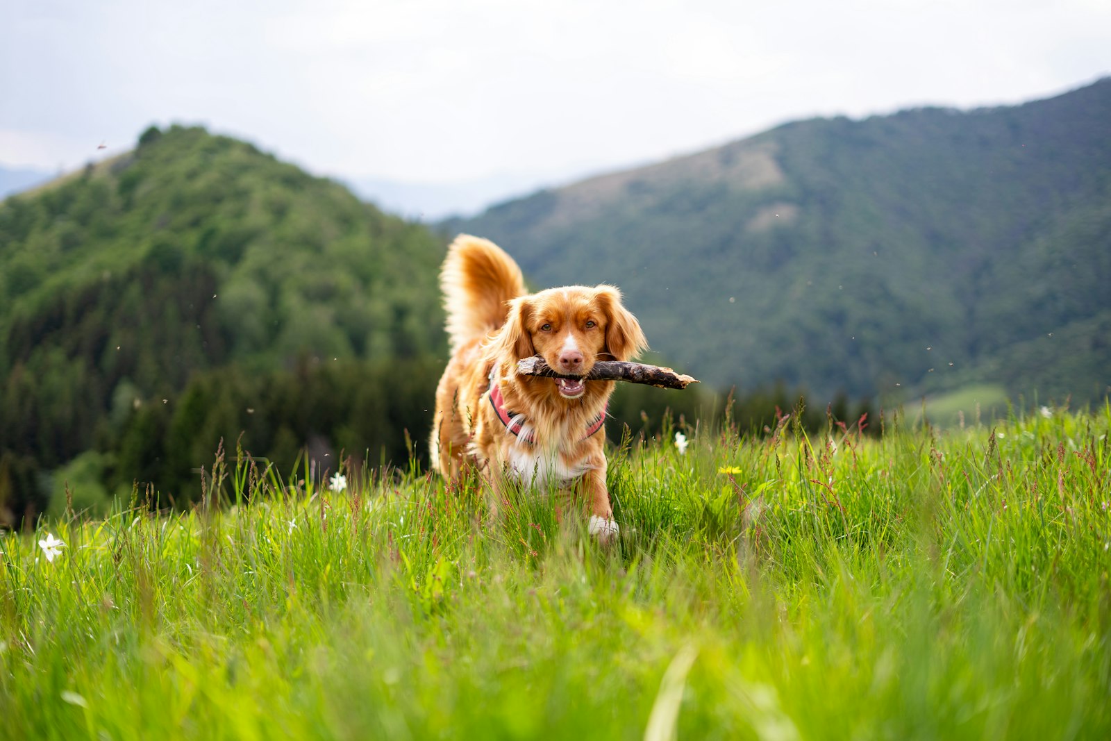 Dog Training in Milpitas: Better Habits for Real Everyday Life