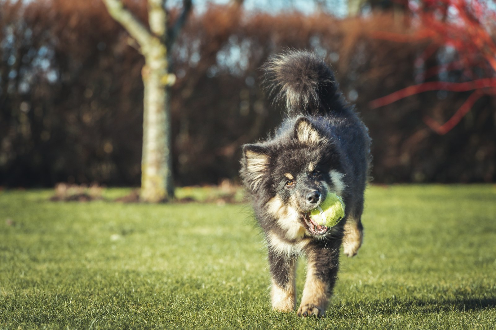 Dog Training in Milpitas: How to Choose the Right Help for Your Dog